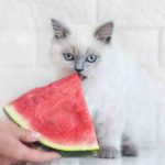 El gato puede comer sandía? Los efectos de la sandía según los expertos