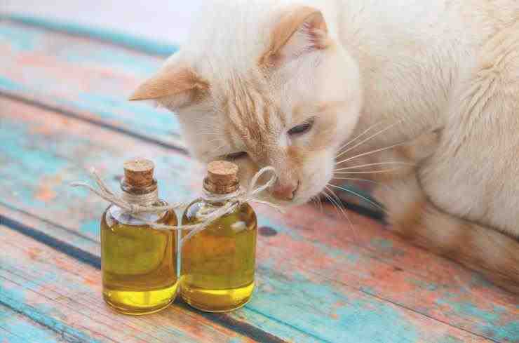 Aceite de oliva con gato