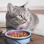 Porque el gato no come las croquetas? Razones y soluciones