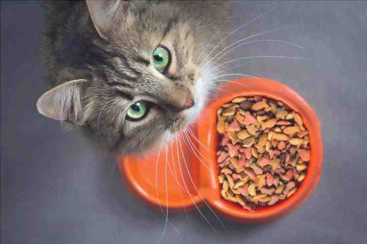 Alimentando a un gato enfermo de hígado