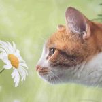 El sentido del olfato o el oído del gato es más poderoso? Los dos sentidos del felino comparados