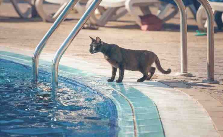 Gato junto a la piscina