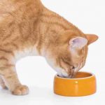 Cómo reconocer las deficiencias nutricionales en los gatos: síntomas y remedios