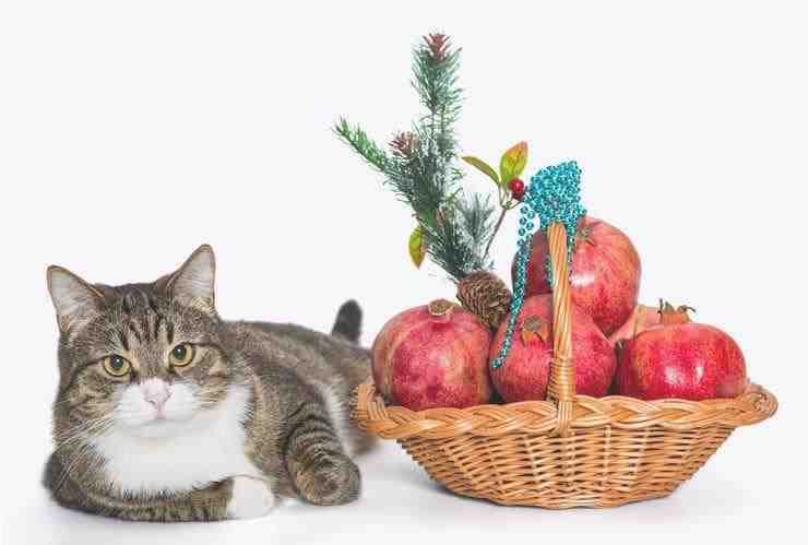 El gato puede comer granada? (Foto Adobe Stock)