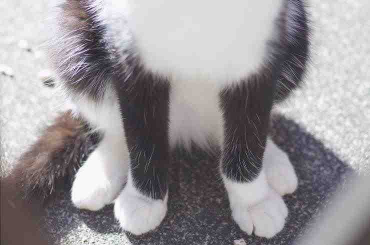 El gato tiene patas traseras débiles