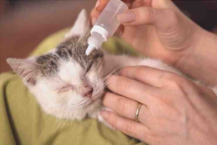 Cómo poner gotas para los ojos en el gato (Foto Adobe Stock)