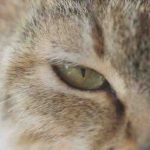 Secreciones oculares en gatos: causas, síntomas y tratamiento