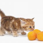 El gato puede comer naranjas? Toda la verdad sobre esta comida