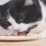 Dieta antienvejecimiento cerebral del gato: alimentos y sustancias adecuados
