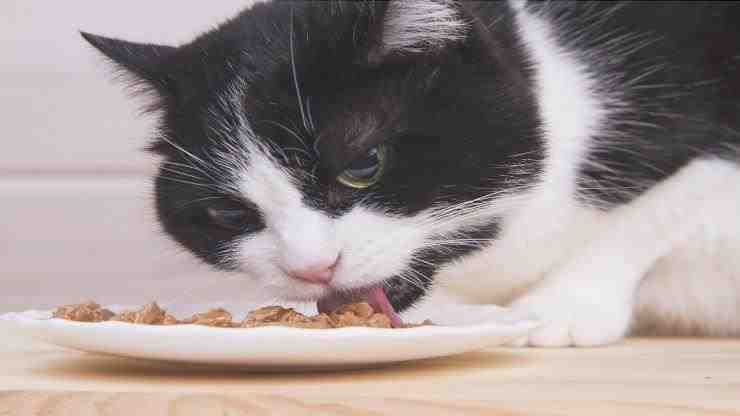 Dieta antienvejecimiento cerebral del gato