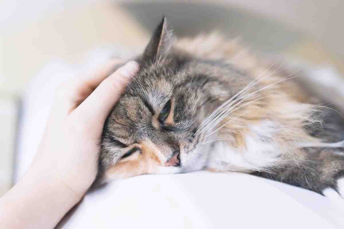 Enfermedades autoinmunes del gato