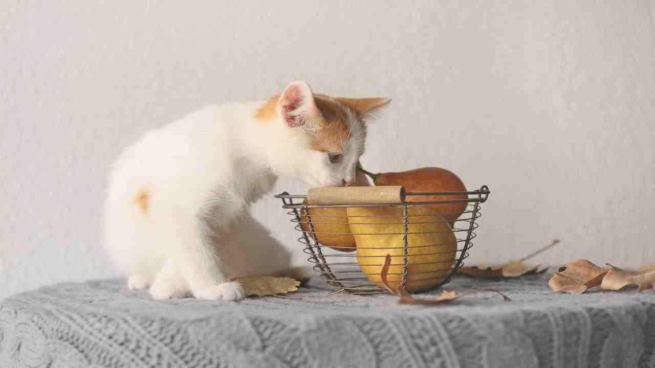 El gato puede comer pera? (Foto Adobe Stock)