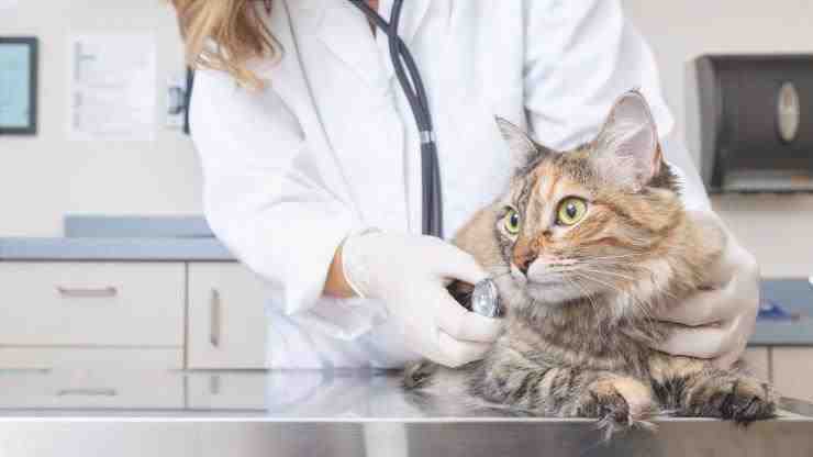Lleva al gato al veterinario