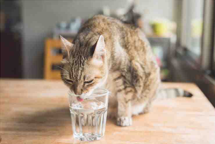 Bebidas carbonatadas para gatos