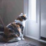 El gato espera al maestro en la puerta: causas y significados