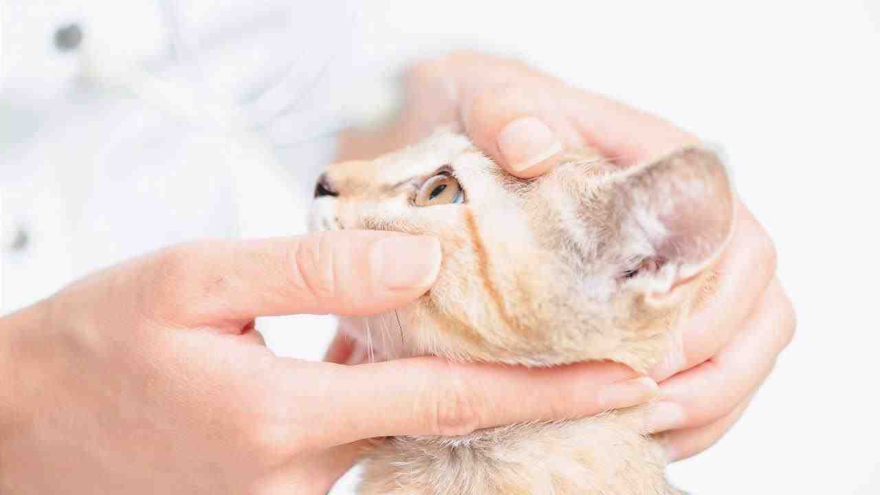 Distrofia corneal en gatos