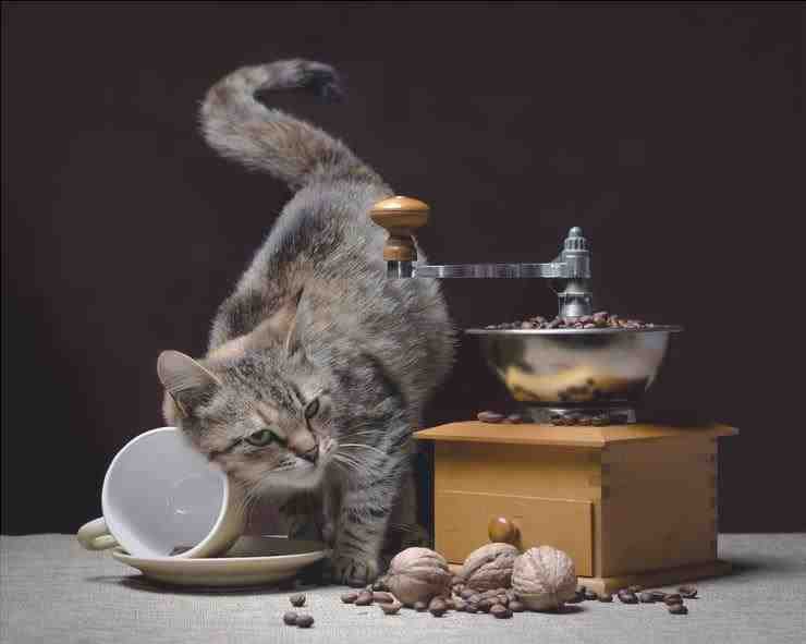 Las nueces son venenosas para el gato?  (Foto Adobe Stock)