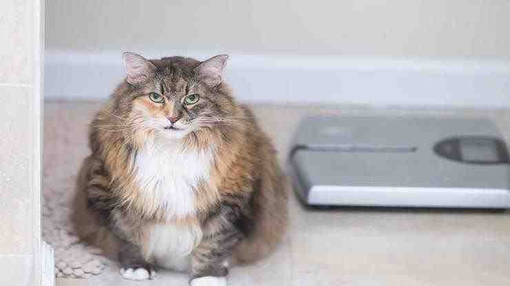 Cómo entender el gato con sobrepeso
