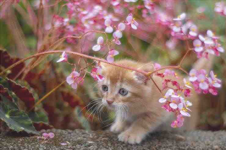Intoxicación por Begonia en gatos (Foto Adobe Stock)