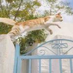 Recupere al gato en la propiedad del vecino: se puede acceder libremente?