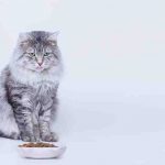 El gato puede comer jengibre? Veamos la opinión de expertos