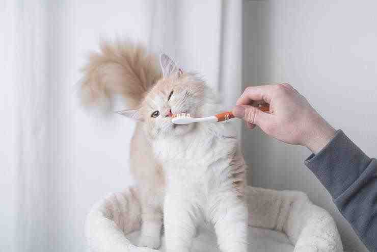 cepillo de dientes de gatito