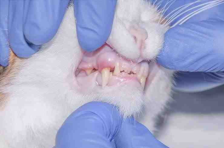 El gato rechina los dientes