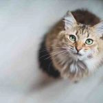 Atrofia progresiva de la retina del gato: qué es, síntomas y curas