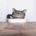 El gato puede comer semillas de lino? Pros y contras de esta comida