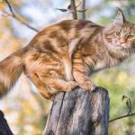 Cómo ayudar al gato a salir del árbol: técnicas y consejos