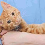 Microchip para gatos en Lazio: cuando es obligatorio