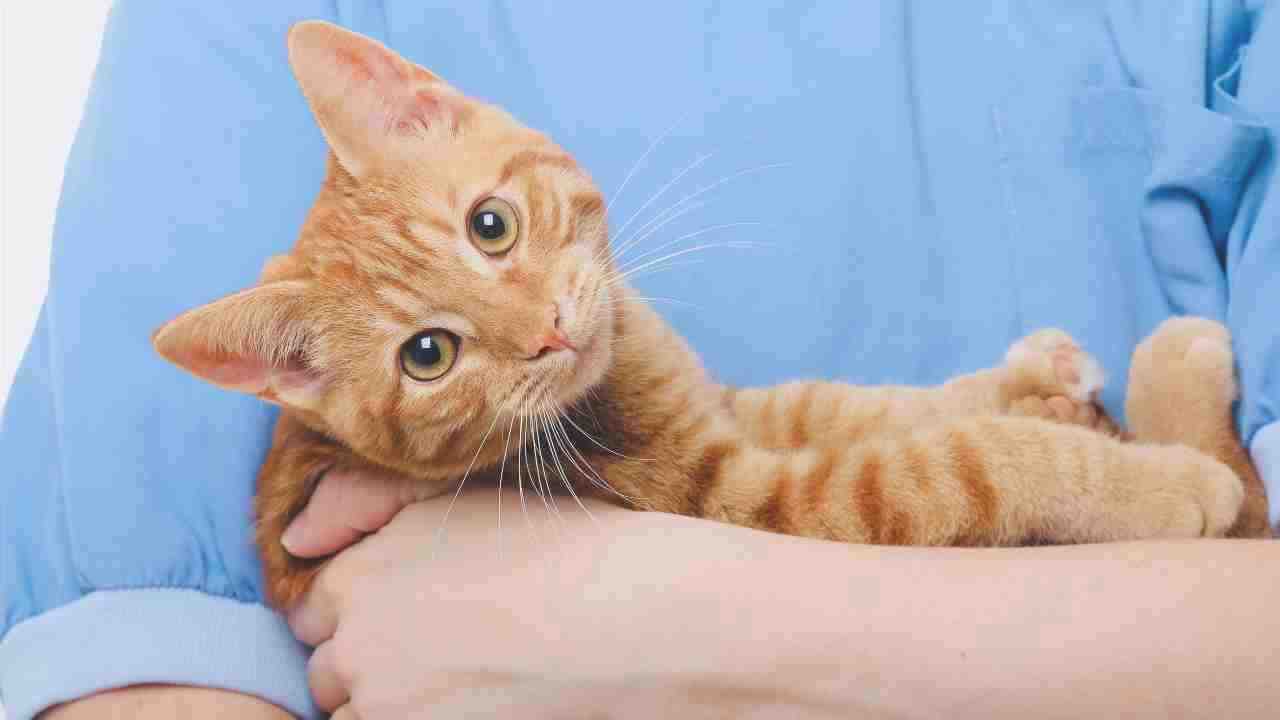 Hernia umbilical en el gato