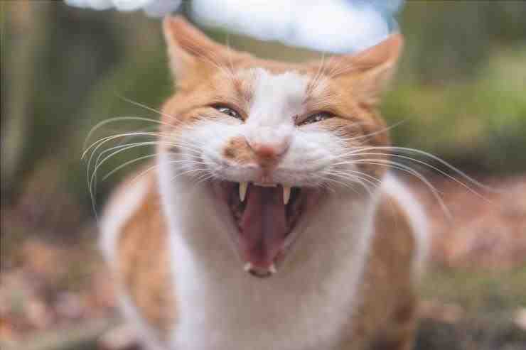 Gato sin dientes