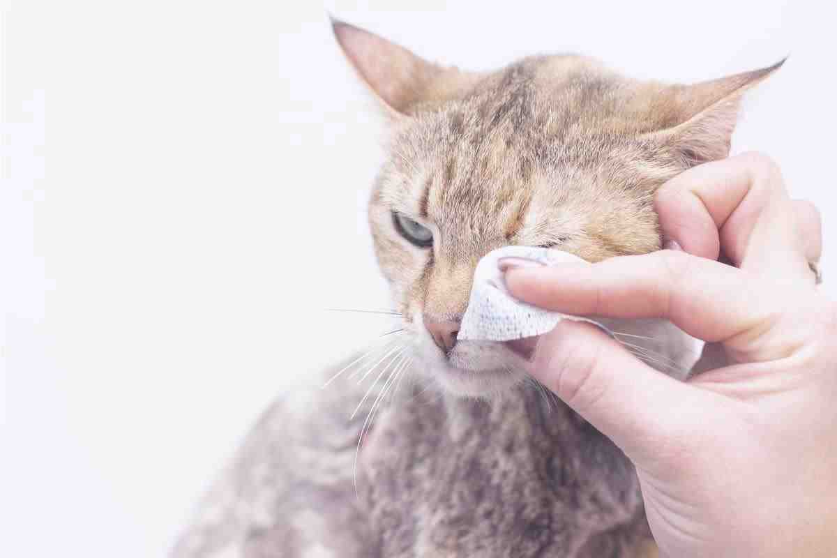 Gato con ojos sucios (Foto Adobe Stock)