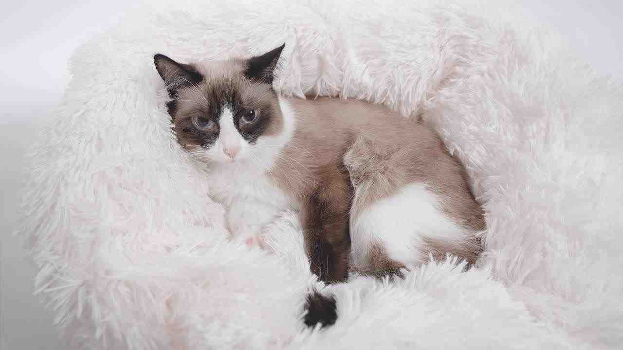 Almohada de gato