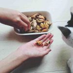 El gato puede comer mejillones? Pros y contras de esta comida