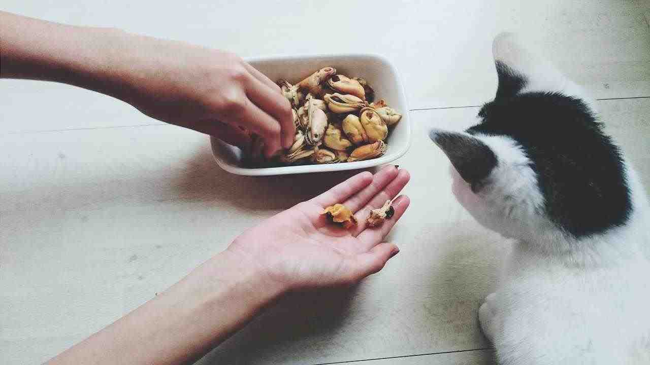 El gato puede comer mejillones?