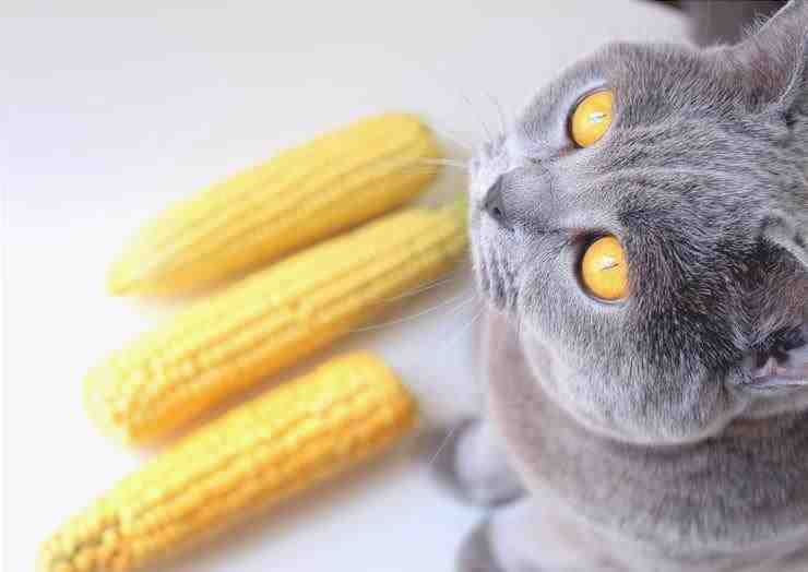 El gato puede comer maíz? (Foto Adobe Stock)
