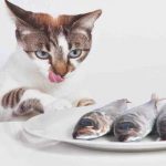 Pescado seco para el gato casero: la receta