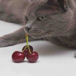 Qué alimentar al gato cartujo: nutrición correcta