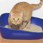 El gato juega con la caja de arena: posibles causas y remedios