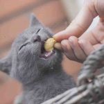 El gato puede comer anacardos? Opinión experta