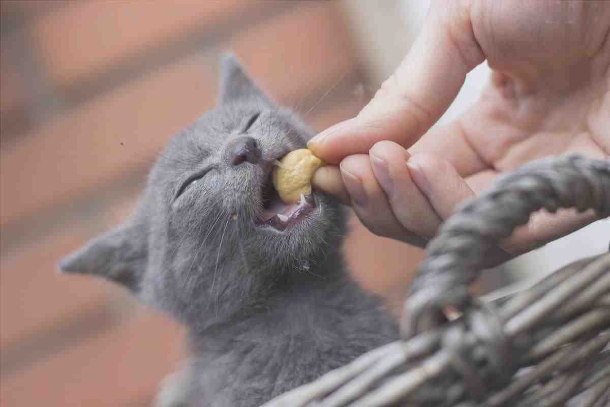 El gato puede comer anacardos? (Foto Adobe Stock)