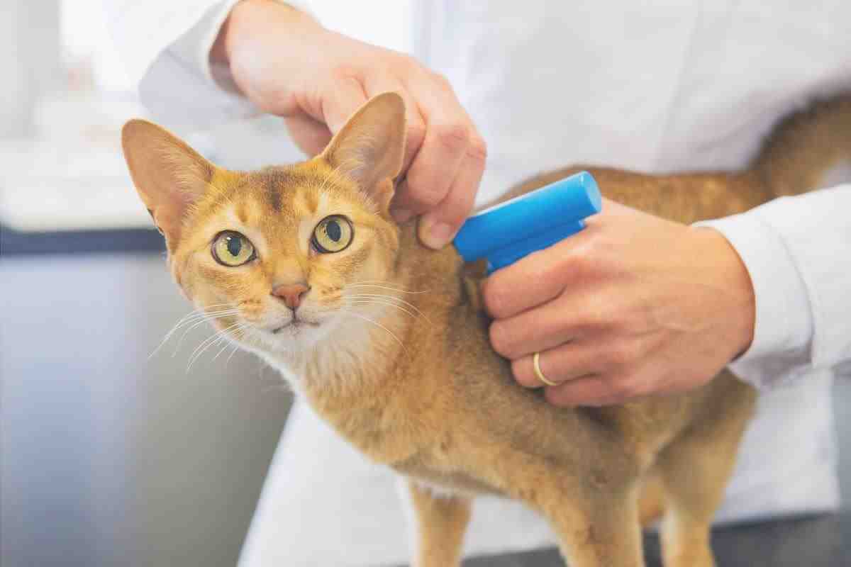 Es obligatorio poner el microchip al gato? (Foto Adobe Stock)