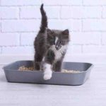 Cómo recolectar una muestra de orina de gato: trucos y consejos