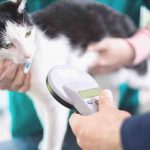 Cómo registrar al gato en el registro felino: el proceso a seguir