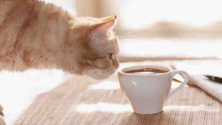 El gato bebe café