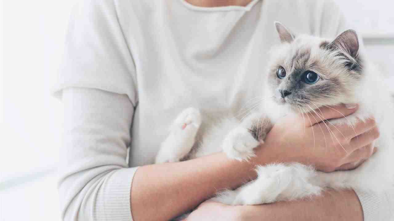 Comportamiento del gato: lo que cambia después de la esterilización?