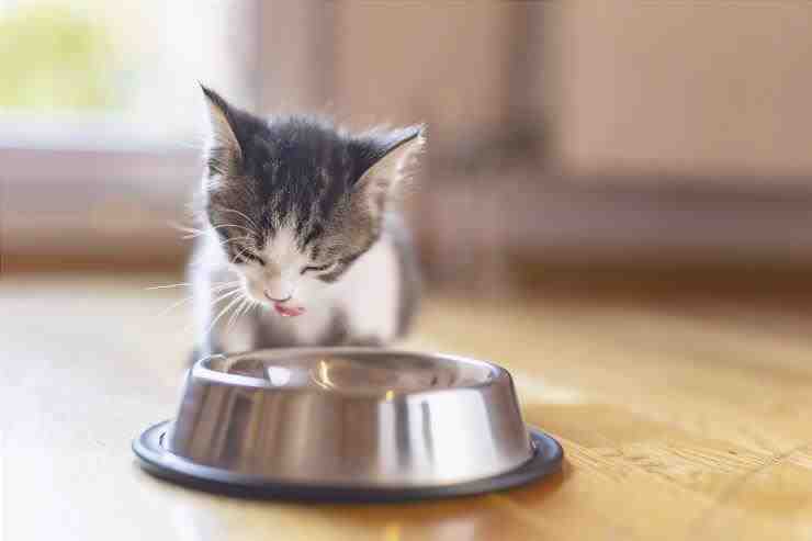 gatito alimentando