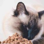 Alimentar al gato balinés: dosis, frecuencia y alimentos
